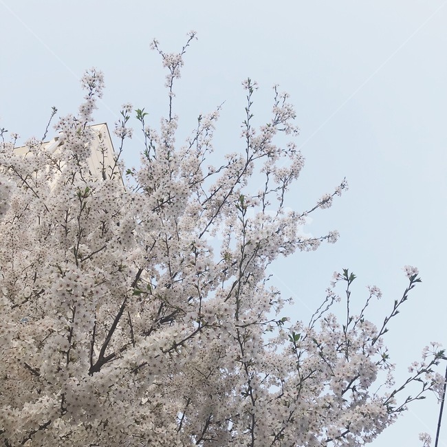 벚꽃,cherryblossom,꽃,자연,하늘,봄꽃,봄날,꽃나무