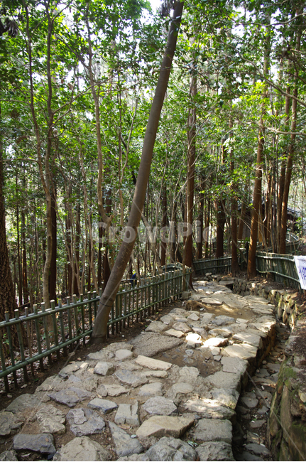나무,식물,tree,자연,plant,nature,길,돌