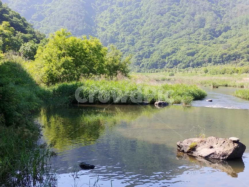 자연,나무,푸른,여름,개천,한적한