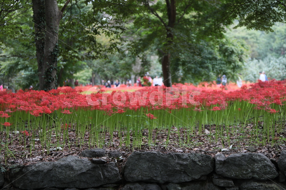 꽃무릇,꽃,식물,자연,석산,식물,자연,plants,nature,꽃,flower