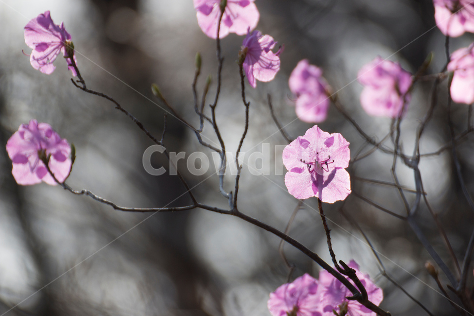 봄,진달래,분홍꽃,진달래꽃,봄꽃,분홍,식물,자연,plants,nature,꽃,flower