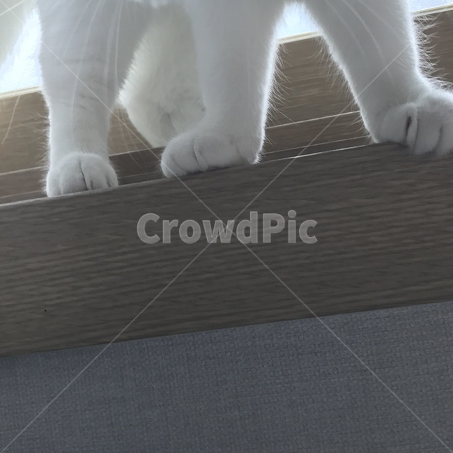 고양이,cat,스코티쉬폴드,집사,감성,동물,animal,포유류,mammal,고양이,cat,kitten,kitty
