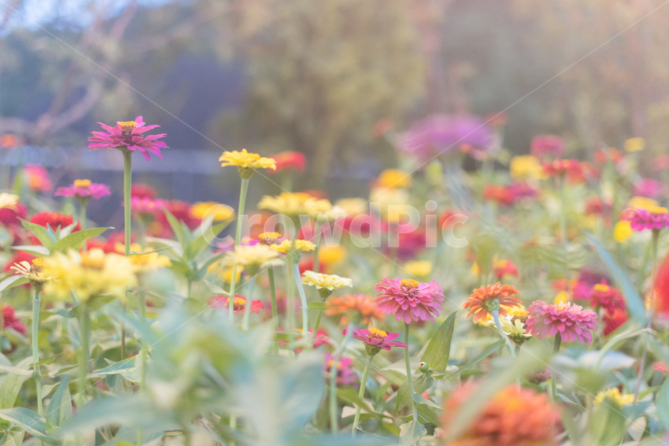 꽃,백일홍,플라워,flower,천일홍