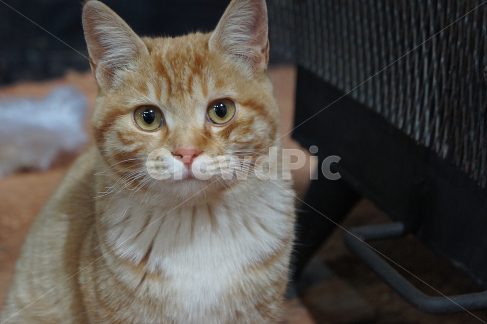 고양이,cat,길고양이,정면,갈색,털,fur,눈,얼굴,face,straycat,animal,동물
