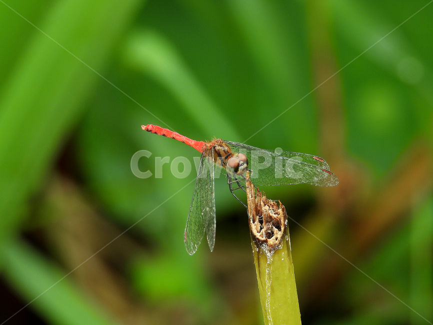 동물,dragonfly,잠자리,고추잠자리,모기천적,곤충,벌레,insect,bug