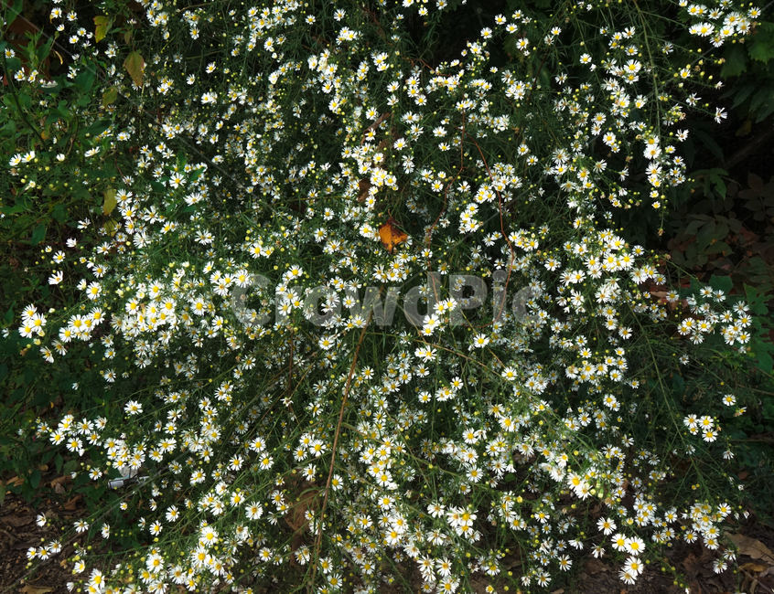 꽃,들꽃,야생화,쑥부쟁이,자연,계절,식물,식물,자연,plants,nature,꽃,flower