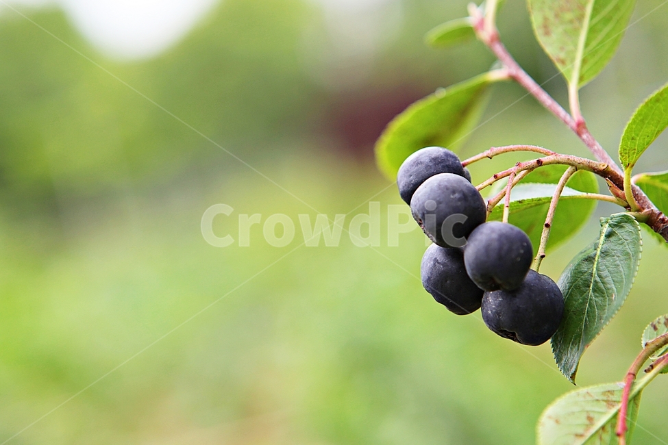 아로니아,열매,식물,과일,검은색,가을,나무잎,과일,열매,fruit