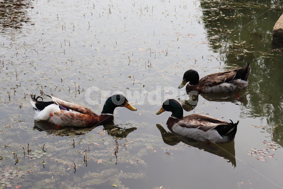 청둥오리,bird,새,duck,오리,animal,동물,물새,오리가족,조류,새,birds