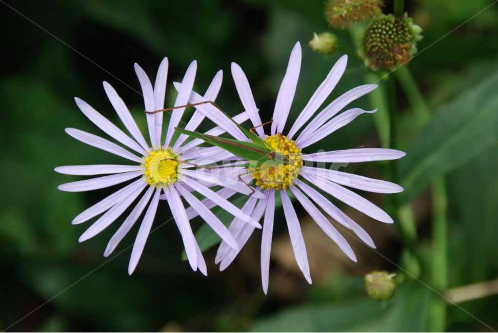 여치,곤충,가을,자연,꽃,식물,자연,plants,nature,꽃,flower,동물,animal,곤충,벌레,insect,bug