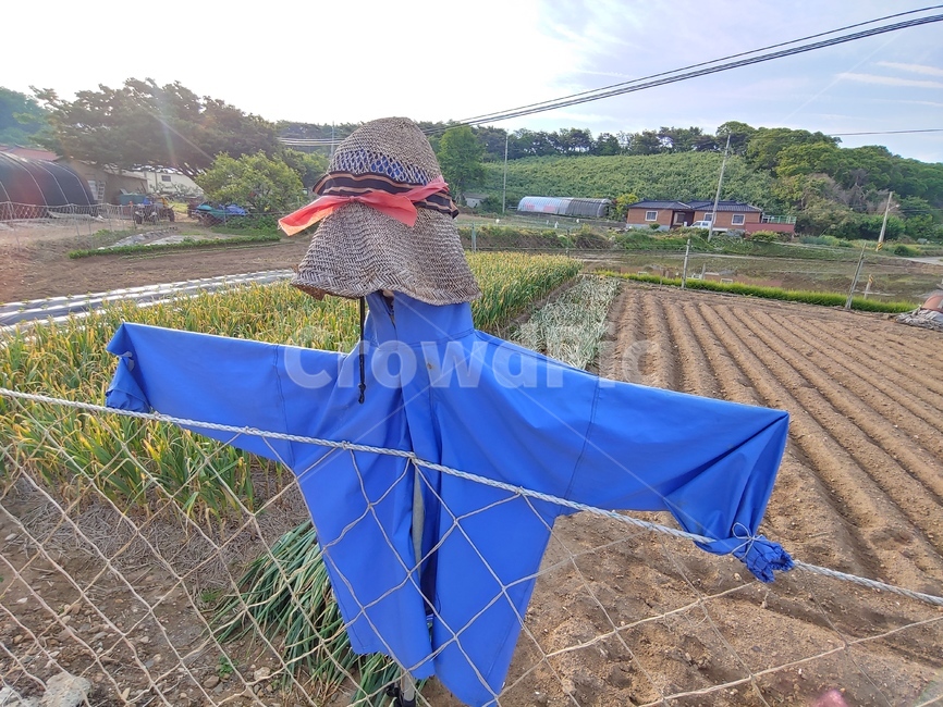 허수아비,밭,철망,펜스,모자,새,보초,곡류,곡식,cereals,농업,농사,agriculture,farming,farming industry