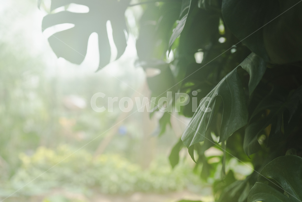 몬스테라,안개,신비,식물,자연,초록,연기,식물,자연,plants,nature,휴식,힐링,rest,relaxation,healing