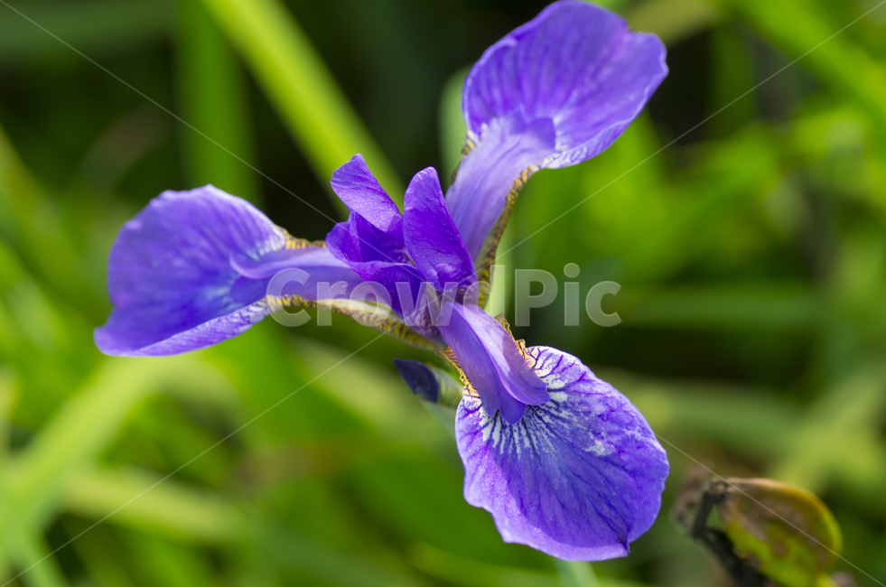 붓꽃,보라,파란,블루,여름,여름꽃,꽃,beauty,macro,closeup,접사,매크로,확대,purple,violet,flower,summer,iris,아이리스,petal,감정,감성,emotion,뷰티,자연,계절,클로즈업