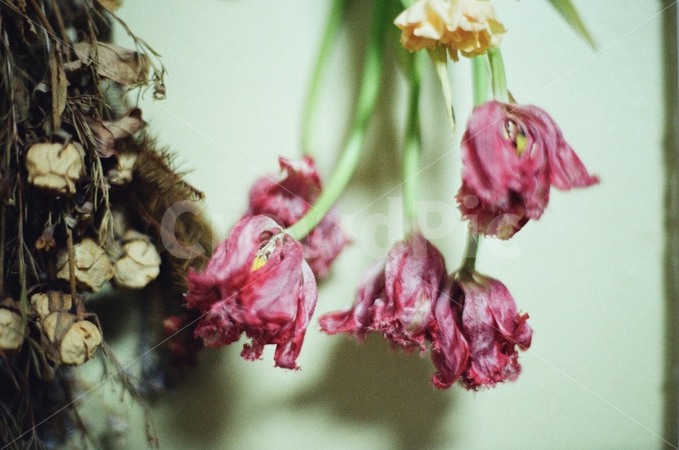 드라이플라워,튤립,꽃,감성사진,필름사진,아날로그,핑크,분홍색,플라워,dryflower,flower,tulip,pink,sensitive,film,filmphoto,analog,식물,자연,plants,nature,감성,sensible,feeling,꽃,flower