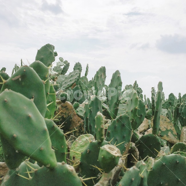 선인장,식물,풍경,제주도,가을,jeju,cactus,nature,sky,green,감성,식물,자연,plants,nature