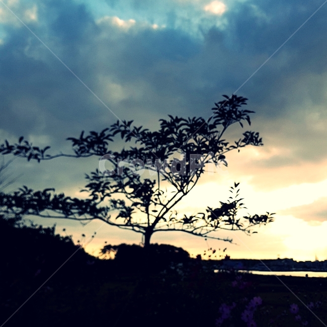 하늘,파란하늘,석양,노을,나무,sky,bluesky,tree,abluesky,푸른하늘,식물,자연,plants,nature,나무,trees,wood