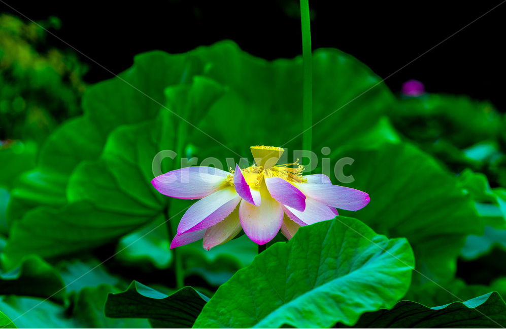 연꽃,연잎,문양,무늬,습지,식물,자연,plants,nature,꽃,flower