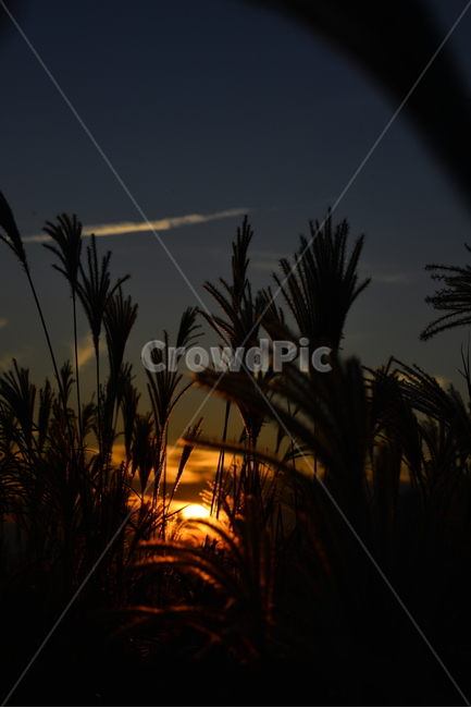 노을,빛,flare,플레어,제주도,갈대,새별오름,황혼