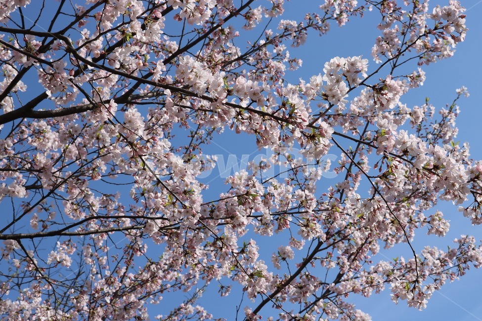 벚꽃,하늘,cherryblossoms,sky,sakura,분홍,pink,꽃,flower,봄,계절,spring,season,식물,자연,plants,nature,꽃,flower,plant,blossom