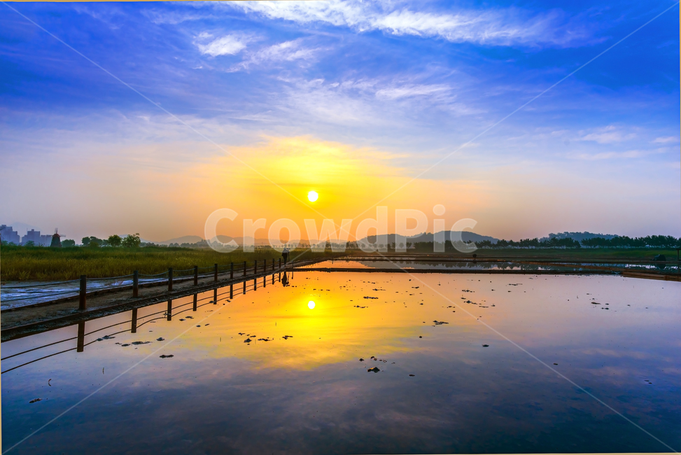 소래습지,염전,반영,일출,풍차,새벽,안개,삘기꽃,소금밭,수면,자연,풍경,nature,landscape,water,물,outdoors,옥외