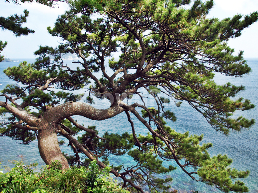 해송,소나무,괴목,바다,상록교목,바람,식물,자연,plants,nature,나무,trees,wood