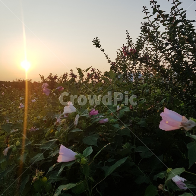 무궁화,노을,선셋,하늘,꽃