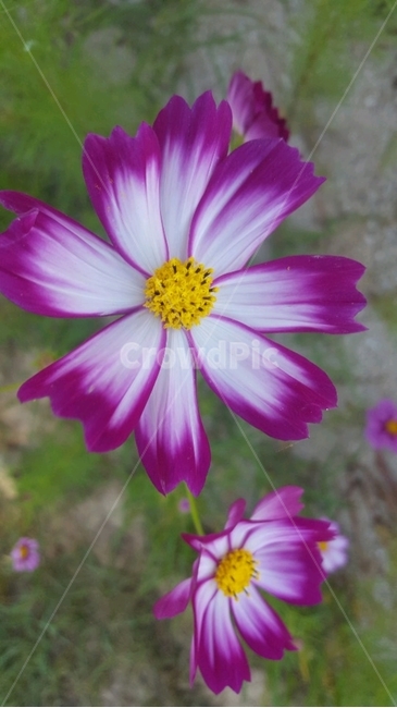 꽃,코스모스,가을꽃,꽃두송이,코스모스꽃,식물,자연,plants,nature,꽃,flower