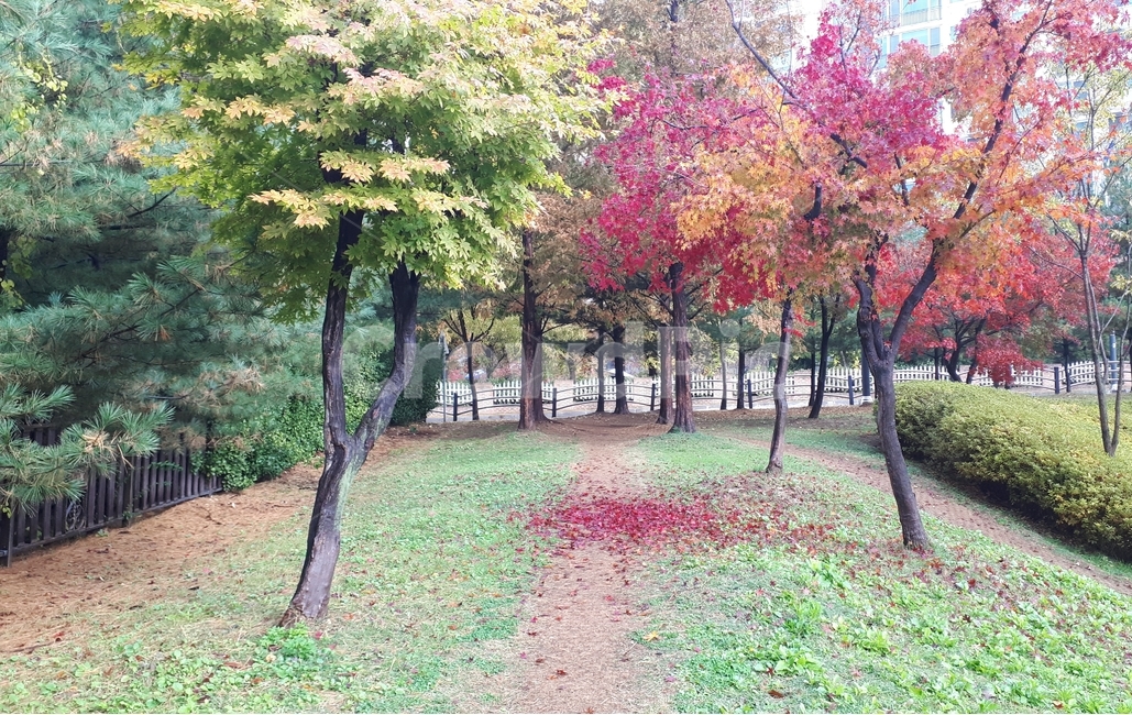 단풍나무,식물,가을,나무,물들다