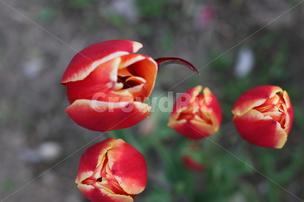 꽃,봄,튤립,tulip,spring