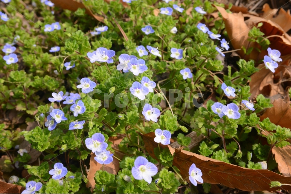 자연,nature,봄,꽃,봄꽃,접사,근접촬영,봄까치꽃,봄,계절,spring,season,식물,자연,plants,nature,꽃,flower,geranium,제라늄,plant,blossom