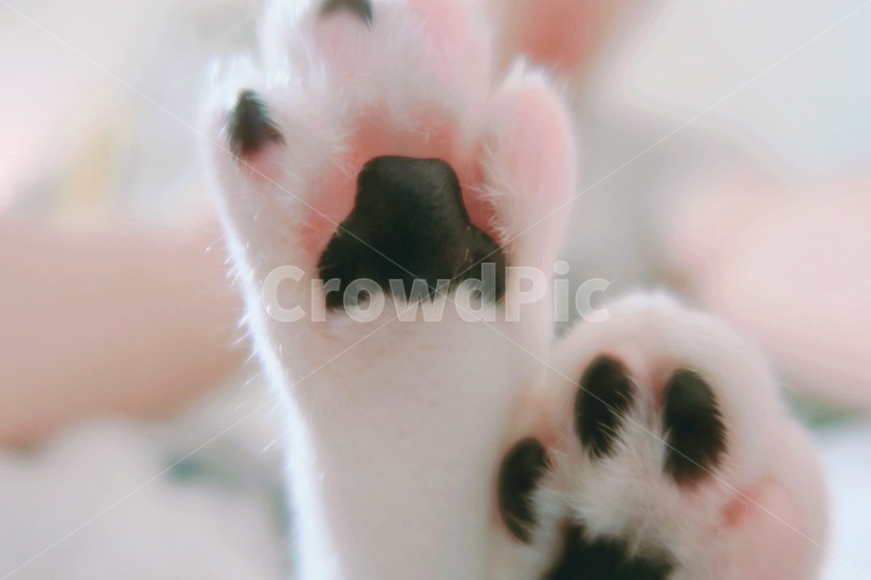 고양이,반려동물,길고양이,감성사진,발바닥,길냥이,유기묘,귀여움,사랑스러움,동물,포유류,흰색,cat,animal,mammal,kitten,kitty,cute,lovely,발,젤리,동물,animal,포유류,mammal,고양이,cat,kitten,kitty