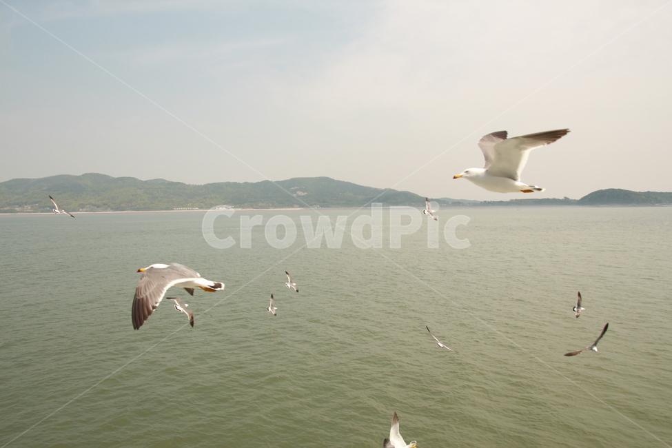 갈매기,바다,하늘,새,흰갈매기,자연,풍경,nature,landscape,동물,animal,조류,새,birds,bird,flying,나는