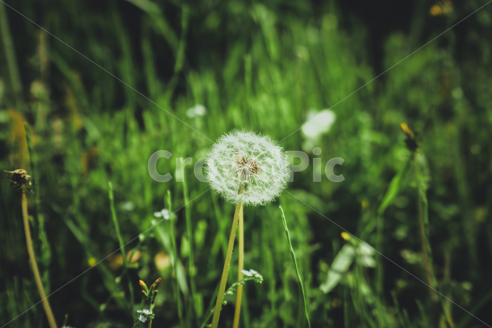 민들레,민들레씨,꽃,식물,민들레꽃,공원,봄,풀,flowers,plant,park,dandelion,spring,식물,자연,plants,nature