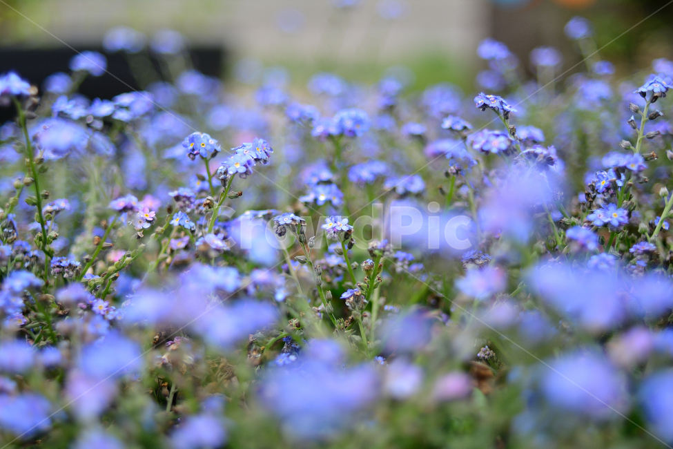 봄,꽃,파란,푸른,산책,공원,초록,나들이,귀여운,작은,식물,자연,plants,nature,꽃,flower