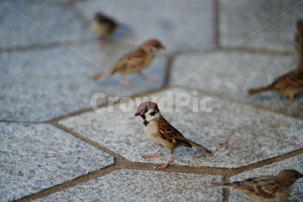 참새,동물,생명,생물,bird,animal,새,sparrow,동물,animal,조류,새,birds