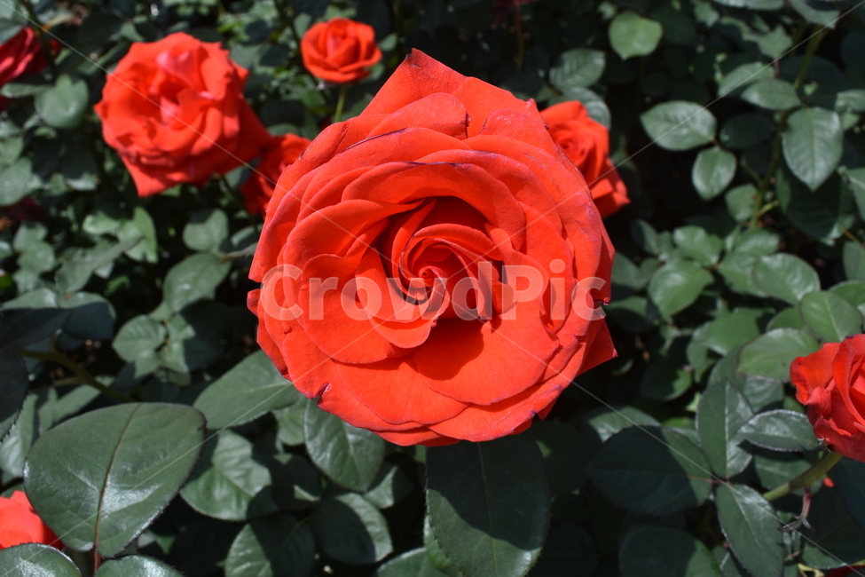 꽃,장미,붉은장미,rose,flower,식물,빨간색,red,식물,자연,plants,nature,꽃,flower