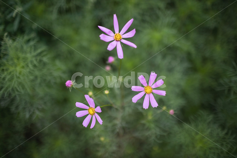 꽃,코스모스,노란색,녹색,자연,식물,풀,가을,계절,fall,autumn,season,식물,자연,plants,nature,꽃,flower,plant
