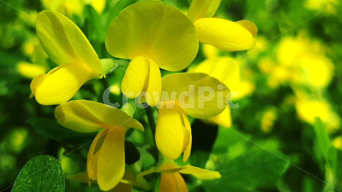 에니시다,꽃,plant,식물,봄,flower,blossom,식물,자연,plants,nature,꽃,flower