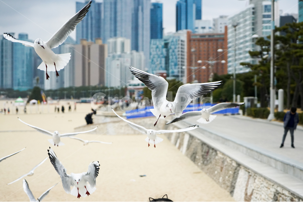 부산,해운대,대한민국,바다,백사장,모래,갈매기,괭이갈매기,새우깡,하늘,상쾌한,시원한,조류,나무,인도,관광객,고층건물,동물,animal,조류,새,birds
