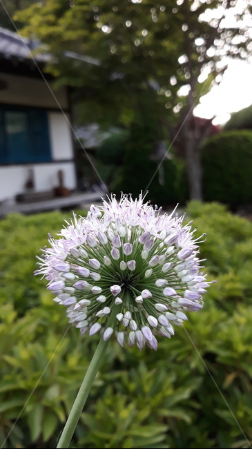 달래꽃,꽃,색감,달래,보라