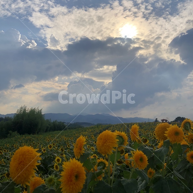 자연,들,해바라기,꽃,식물,하늘,자연,풍경,nature,landscape,꽃,flower,field,grassland,목초지,outdoors,옥외