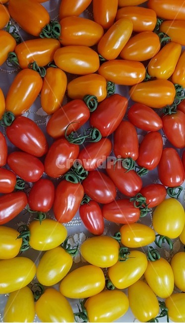 토마토,과일,방울,식물,plant,맛있는