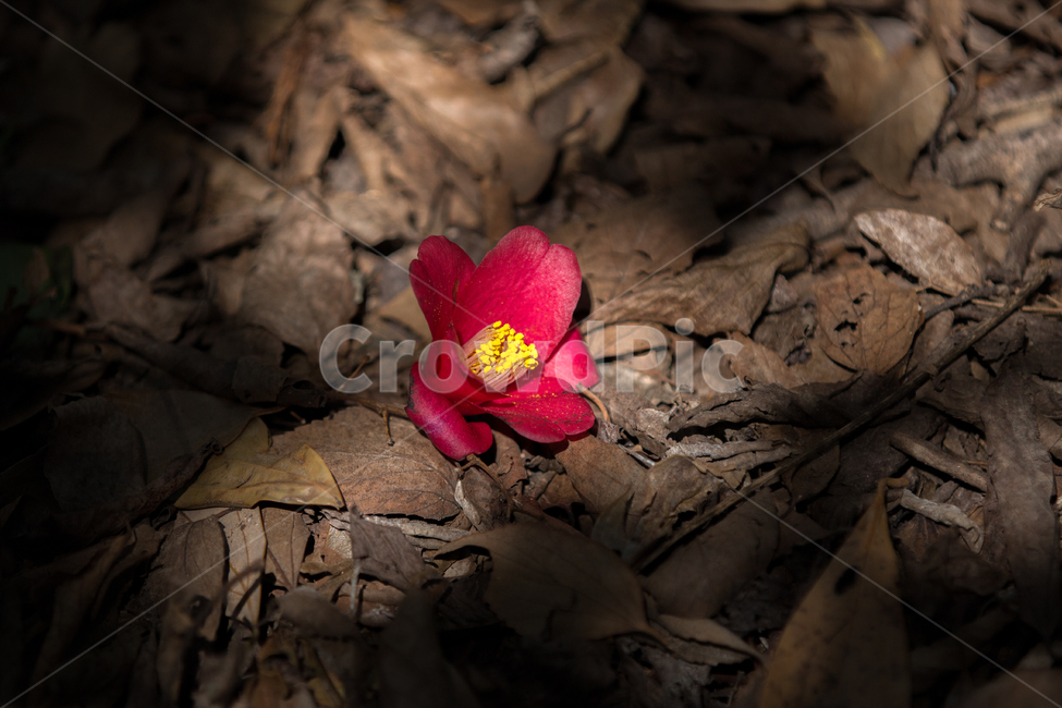 동백꽃,낙엽,flower,식물,자연,식물,자연,plants,nature,꽃,flower