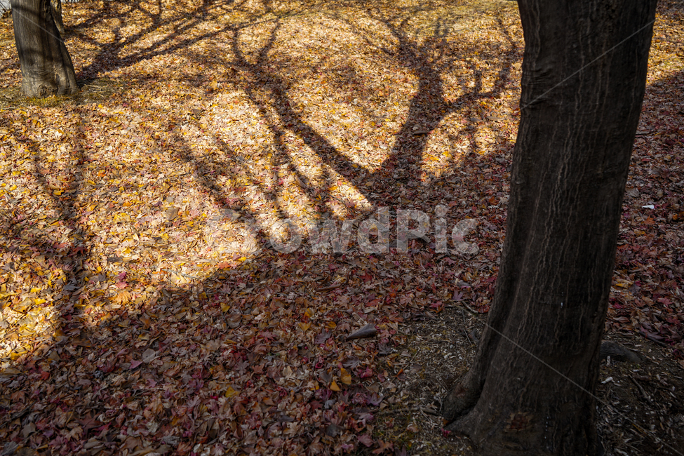 그림자,나무,낙엽,식물,계절,가을,계절,fall,autumn,season,자연,풍경,nature,landscape,식물,plants,나무,trees,wood,ground,바닥,tree,plant,tree trunk,나무 줄기