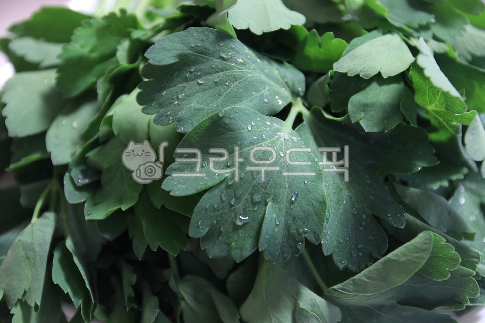 Herbs,windproof,Ssam vegetables,seasonal vegetables,windbreak greens