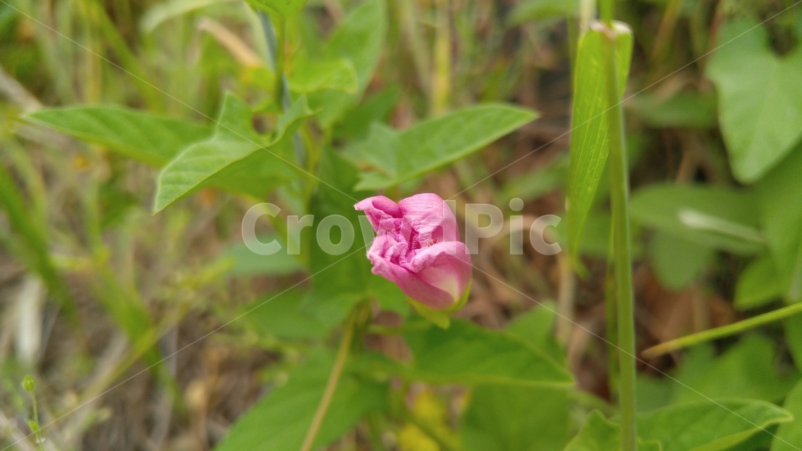나팔꽃,꽃,꽃봉오리,자주색,핑크,자주꽃,식물,녹색,배경,감성,계절,morningglory,flower,purple,pink,flants,green,background,emotional,season