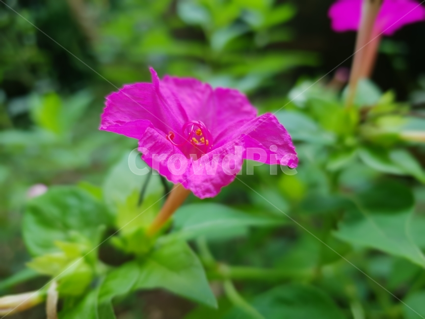 초록,그린,식물,자연,plant,분꽃,nature,plants,green,flower,pink,식물,자연,plants,nature,꽃,flower