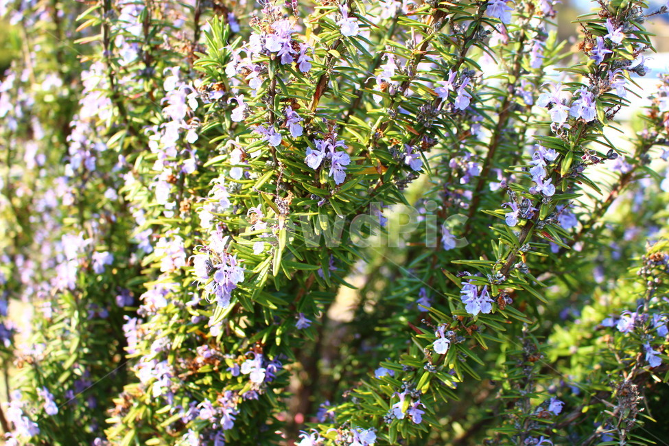 로즈마리,꽃,보라색꽃,빛,감성,로즈마리꽃,봄,식물,자연,plants,nature,꽃,flower