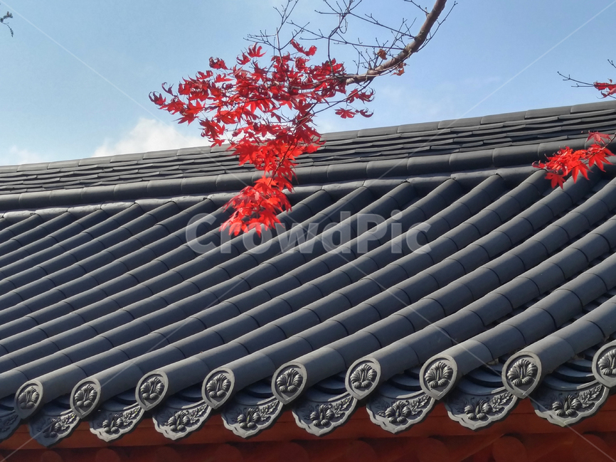 기와집,기와,옛날집,한국전통,한국문화,한옥,건축물,단풍,가을,koreantraditional,building,construction,structure,exterior,가을,계절,fall,autumn,season,한국전통,한국문화,korean traditional,korean culture,건축물,건물외관,exterior,building,structure,architecture,construction,leaf,잎,plant,식물,roof,지붕