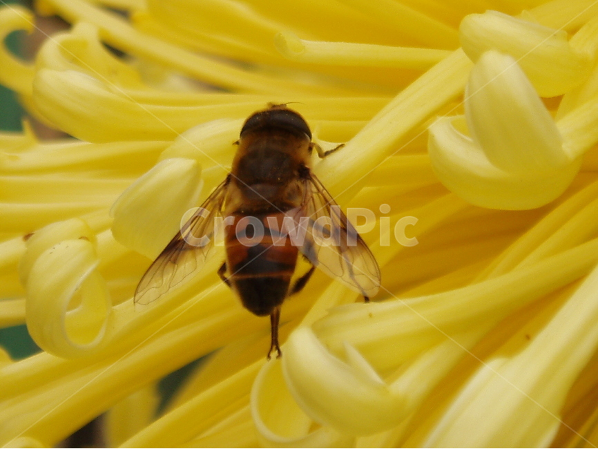 가을,국화,꽃,벌,접사,동물,animal,곤충,벌레,insect,bug