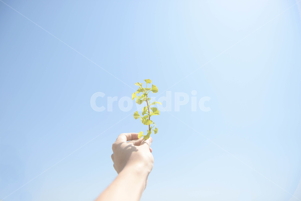 은행잎,봄은행나무,초록은행잎,작은은행잎,하늘,은행,은행나무